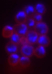 What Were The Key Discoveries That Generated The Scientific Revolution