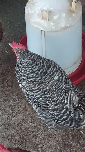How Do You Know If Your Chickens Are Really Happy?