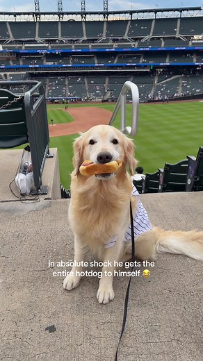 Golden Retriever Grabs Whole Hotdog at Baseball Game