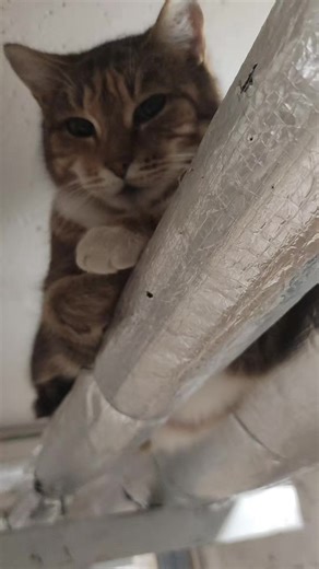 если кто-то нам захочет немножко помочь, адреса пунктов доставки: озон, Минск, ул. Сурганова, 50 WB, Минск, ул. Мележа, 3 карточка МИР российских и белорусских рублей: 9112 3801 6108 6501 LEV KATSNELSON