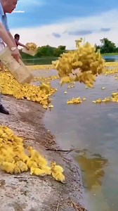 244 reactions · 3 comments | Duck Farming 閭 . . . . . . . . . #reel#reels #trending #duck #farming #trending #explore #reach #explorepage #reelsindia #viral | Area of science | Facebook
