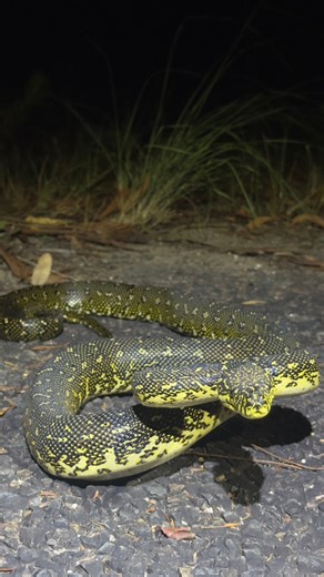 Really nice looking Diamond Python (Morelia spilota spilota) we managed to get off a busy road recently. This bloke was just coming onto the road at around 11pm right in the middle of a heat wave in Sydney. Thankfully we got to him before the cars coming up behind us did. What an amazing snake - diamonds are one of my all time favourite snakes to find in the bush #diamondpython #moreliaspilotaspilota #snake #snakes #python #australia #wildlife #reptiles #nature #sydney #rescue #foryou #shorts #r