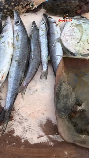 catch report 😊 #reelsvideoシ #reelsviralシ #netfishing #reelsvideoシfyp | AaarBok TV