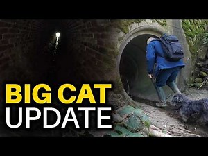 Britain’s Mysterious Big Cats The Hunt for Evidence