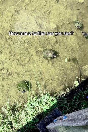 Discover the Hidden Turtles in Nature