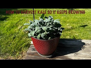 How To Harvest Kale So It Keeps Growing