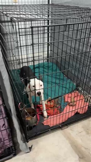 A tour of our dog room - radiant heated floors and companionship for dogs who enjoy socializing ! Give today 👉 https://www.zeffy.com/en-US/donation-form/giving-tuesday-409 | Second Chance Ranch Rescue NH