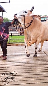 Massive Brahman x Sahiwal bull stacked with muscles #brahmanbull #sahiwal #cow #cattle #bull | Biggest Bulls Photography
