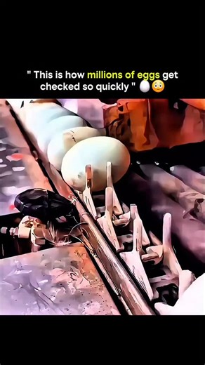 courteous007 on Instagram: "Ever wondered how millions of eggs get checked in seconds? 🥚⚡ Advanced machines now scan, sort, and ensure quality faster than ever, blending technology with efficiency. What used to take hours can now be done in minutes, proving that innovation makes everyday processes smarter and safer. From tiny sensors to rapid sorting systems, every egg passes through a marvel of engineering designed for speed and precision. Short version: Fast, smart, flawless. 🥚💡 #eggs #auto