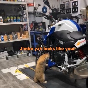 296K views · 4.9K reactions | dangnabbit the catburator is actin up again furfcknsakes (source vid from ZakariaXIV via Reddit) #klrproductions #voiceover #animalvoiceover #funny #animals | KLR Productions | Facebook