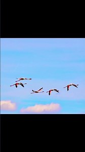 Land Rover Defender Flamingoes in the Air and an Egret in the Camargue France #automobile