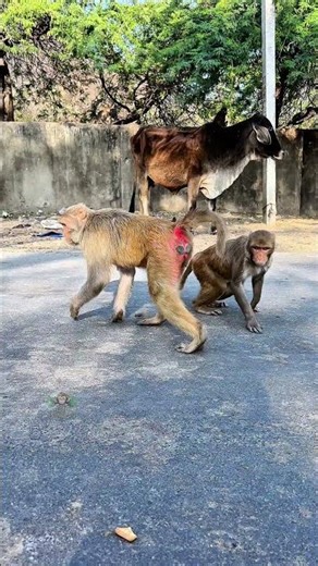 Monkey poppy #chimpanzee #simmba #monkey #poppy y