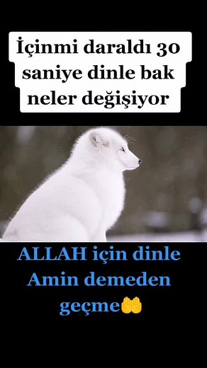 White Arctic Fox in Snowy Habitat