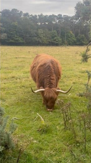 This Highland Cow Looks Like a Giant Teddy Bear!