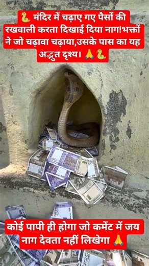 मंदिर के चढ़ावे की रखवाली करते नाग देवता! 🐍🙏#MandirDarshan#NaagDevta
