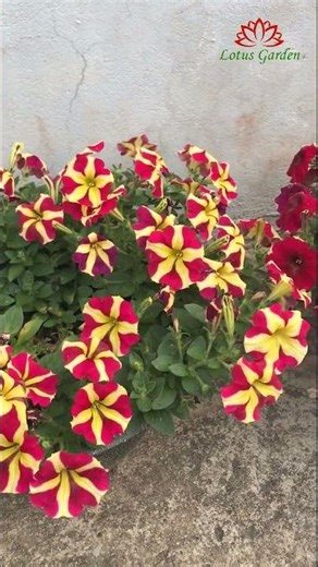 3 beautiful and easy to grow petunia varieties