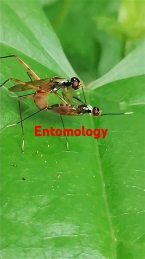 #Entomology|#Insects| #Reproduction of insects #life cycle