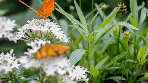 When is the first day of spring 2026? How warm will spring be in TN?