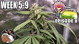 First Weeks of Flowering   Week 5-9 Update – The Mars Grow: Gelato Autoflower S1 EP8
