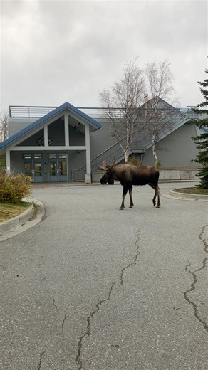 This Moose is as big as an SUV 😳