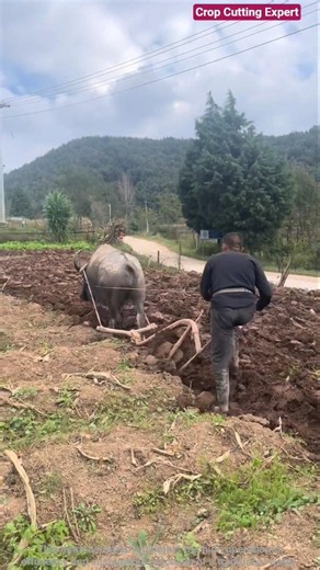 🦬🟫 Traditional Water Buffalo Plowing and Hillside Soil Tillage Sequence