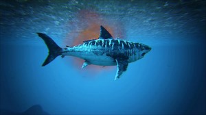 ARK Survival Ascended Megalodon taming guide