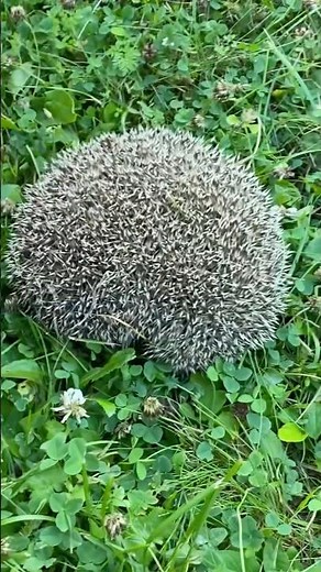 Protecting #1kcreator #hedgehog #nature