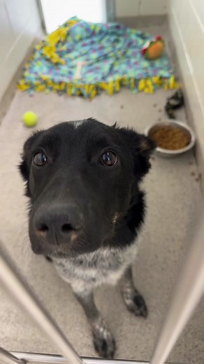 TCHS has 12 adult dogs that qualify for 50% off adoption fees. They’re ready to leave TODAY! Come check out these sweet babies. 🐾 #dogsoftiktok #shelterpetsoftiktok #adopt #adoptattchs #TCHSdogs #minnesota