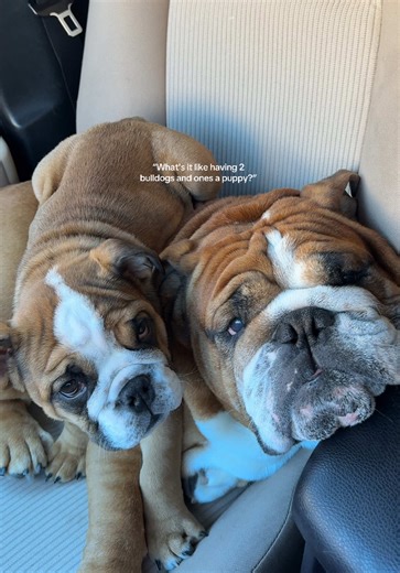 Experiencing Life with Two Bulldogs: A Puppy and an Adult