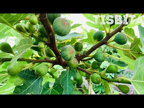 CULTIVO DE HIGO ÁRBOLES DE MÁS DE 1500 HIGOS
