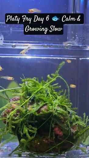 Platy Fry Day 6 🐟 Calm & Growing Slow