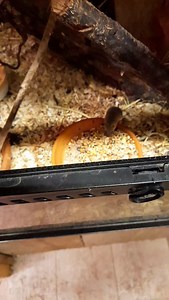 African pygmy mice | Martin Critchlow