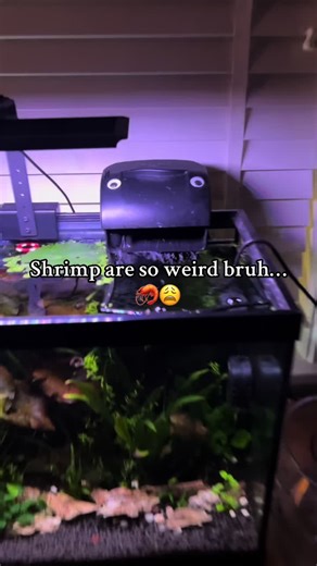 Exploring Unique Shrimp Species for Your Aquarium