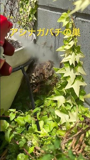 一分間でアシナガバチの巣の駆除⁉️ #アシナガバチ#蜂の巣#昆虫#蜂#ハチ#はち#ジャパニーズハチハンター