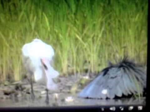 night time day time bird