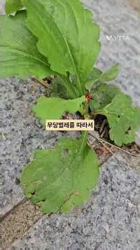 무당벌레순찰차,무당벌레랑놀기, 달작이 만난 풍경, 무당벌레 따라가기,