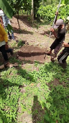 cacao planting method # micro catchment cacao tutorial