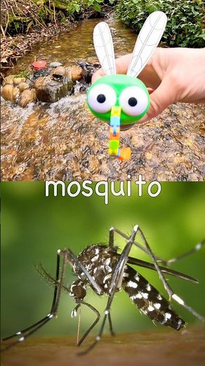 Bug Insect Names | Kids Learn at the Small Waterfall: Rhino Beetle Mosquito Ant Butterfly Centipede