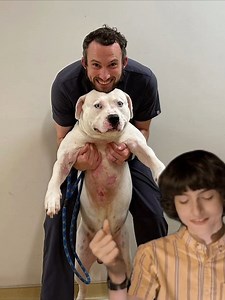 What an awesome wound case this was! #WoundCareWin #VetMedMagic #HealingInProgress #BandageBoss #VetTechProud | Brian's Bandages