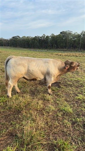 22 reactions | One of our Square Meater bulls has a very unique call & sounds more like a donkey. He stands on the hill & it echos in the bush around us. The cows come running when they hear it. #freelyfarm #squaremeater #farmlife #bull #funnysounds #bulls #noise #loud | Freely Farm Miniature Galloway & Square Meater Cattle | Facebook
