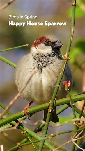 Birds in Spring - Happy Round House Sparrow! #wildlife