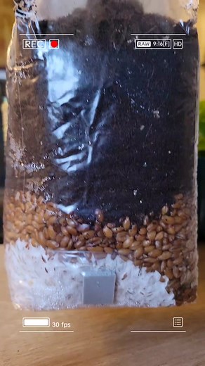 **Hey TikTok Fam! Ready to Grow Your Own Mushrooms?** 🌟 💥 **EXCLUSIVE SALE!** 💥 **Original $17 with additives, NOW JUST $13!** **Original $15 without additives, NOW ONLY $12!** 🔗 *Link in Bio to Shop Now!* 👀 **Check Out What You’re Getting:** - **Premium Unicorn Bags:** Super durable for a fail-proof growing experience. - **Fresh Air Exchange:** Thanks to a 0.2-micron filter, your shrooms get the air they need. - **Organic Sterilized Rye Grain:** 1 lb of the good stuff for mighty mycelium! 