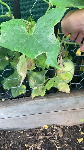Harvesting Fresh Homegrown Apples and Cucumbers