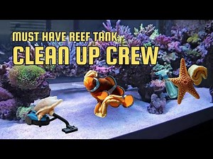 Must have Essential Clean up crew for your reef tank