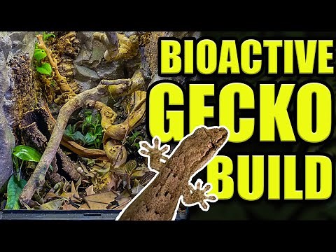 CUSTOM BIOACTIVE MOURNING GECKO ENCLOSURE! | How to setup gecko tank!!
