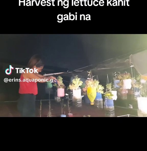 Erin's Aquaponic Garden on TikTok