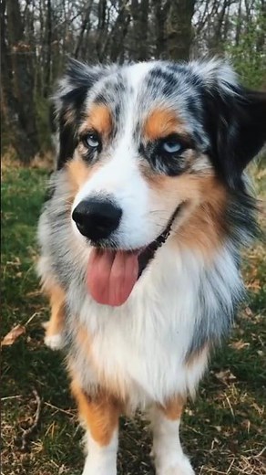 Australian Shepherd: One of the smartest dogs in the world 😳🐶