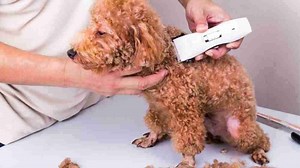 How To Prevent Matting in Cavapoo coat-[ My Secret grooming Tips]