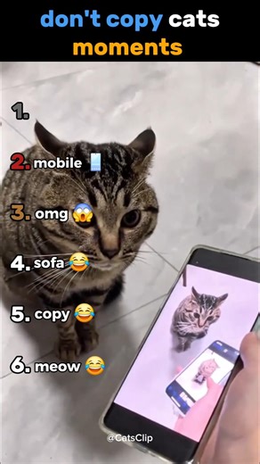ranking funniest copy cats #ranking #funny #funnyanimals #funnycats #copy