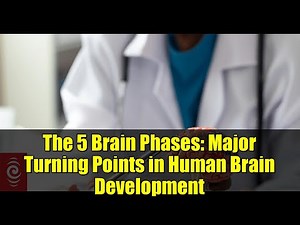 The 5 Brain Phases: Major Turning Points in Human Brain Development